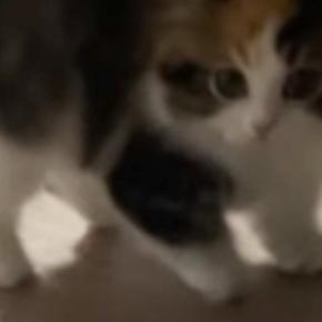 パヤパヤ子猫を撮影していると→突然背中を丸めだして…尊すぎる『やんのかステップの瞬間』が54万再生「心臓止まるかと思った」「過去一」