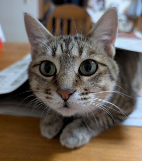 きょとんとした顔の猫のアップ