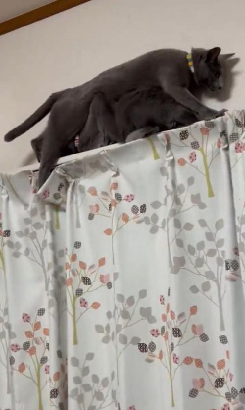 無理やり通ろうとする猫
