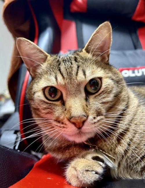 カメラ目線の猫