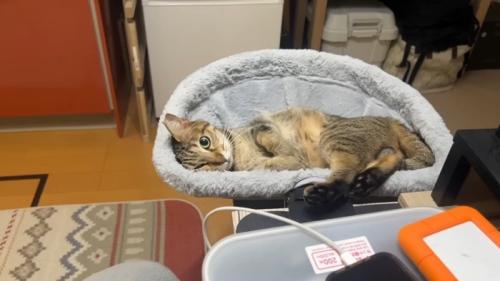 こちら向いた姿