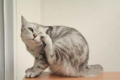 かゆい猫