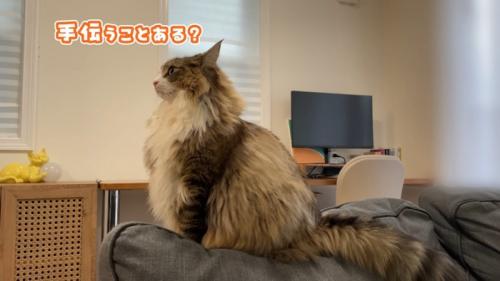 ソファーの背もたれの上に座る猫