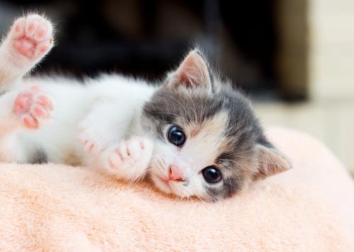 カメラを見る赤ちゃん猫