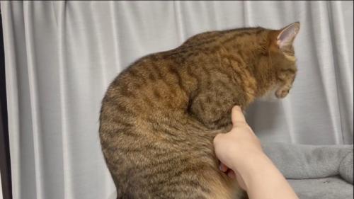 前足に指