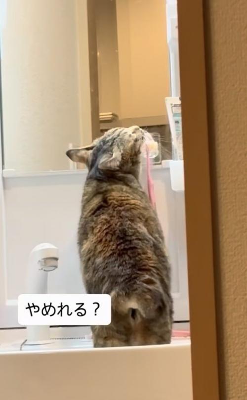 洗面台に上がって歯ブラシに顔を擦り付ける猫