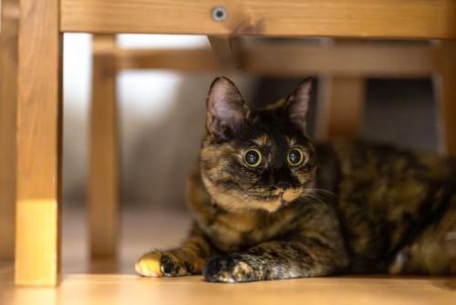 物陰から様子を伺う猫