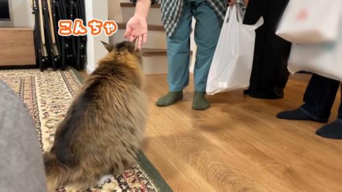 人の手に近づく猫の後ろ姿