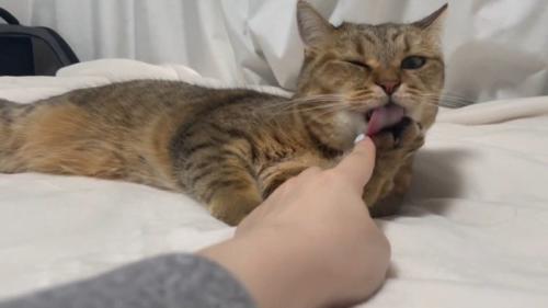 寝転がりながら毛づくろい
