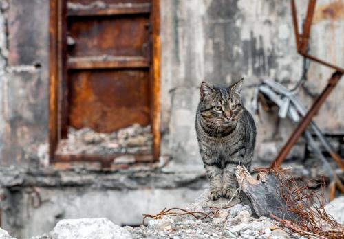戦闘地の猫