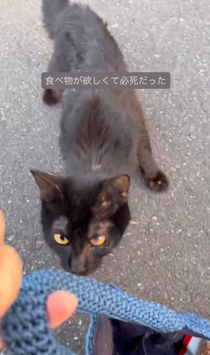 近寄ってきた猫