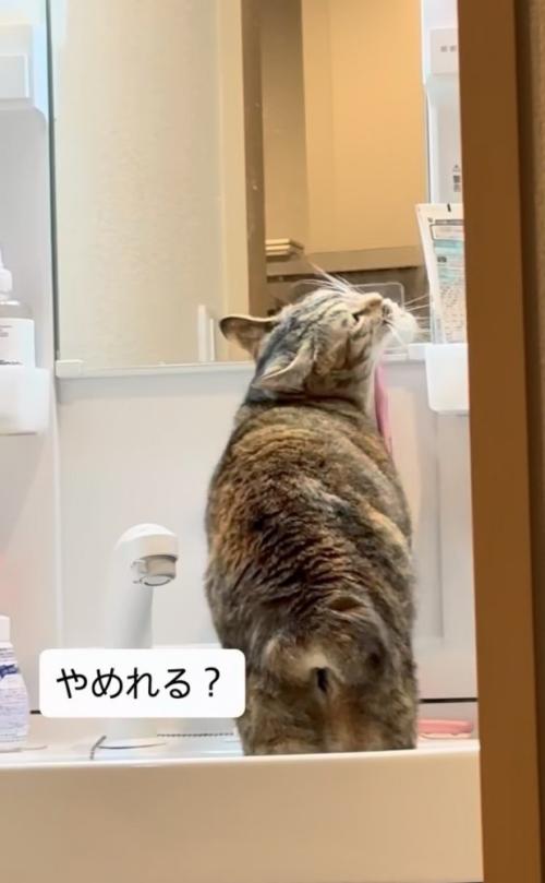 洗面台に上がって歯ブラシに顔を擦り付ける猫
