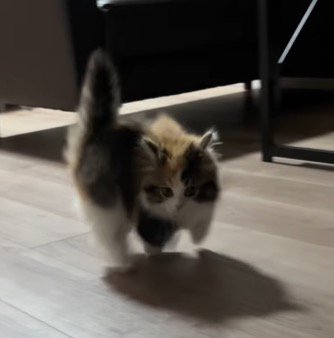 背中を丸めながら斜めに飛び跳ねる子猫