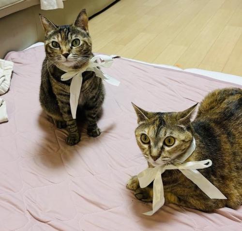 リボンを首に巻いておめかしした2匹の猫