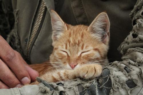 兵士に抱かれる猫