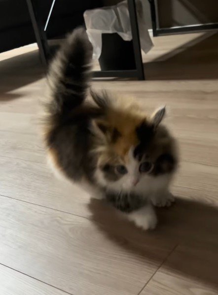 斜めに飛び跳ねながら飼い主に近づいてくる子猫