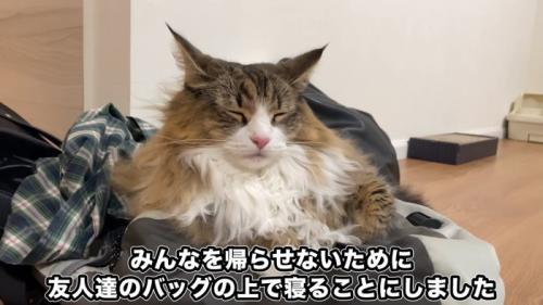 目を閉じる猫