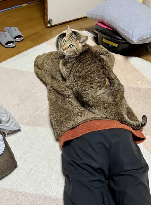 人の背中に乗って振り向く猫