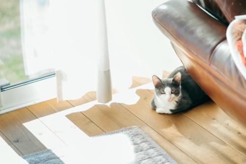 離れた場所に座る猫