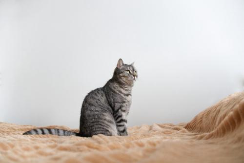 布団の上のサバトラ猫