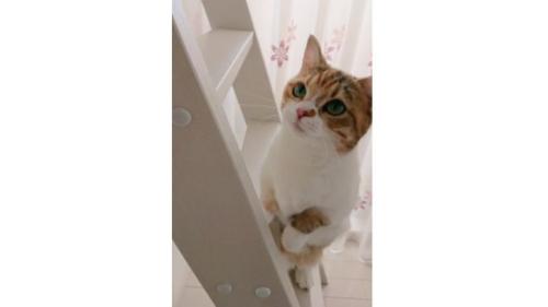 室内にいる猫