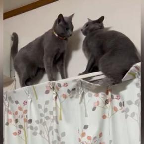 カーテンレールで鉢合わせた2匹の猫→どうするのか見ていたら…驚きの『解決策』が話題「協力しあってるw」「ハラハラドキドキw」