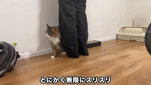 人の足元にいる猫