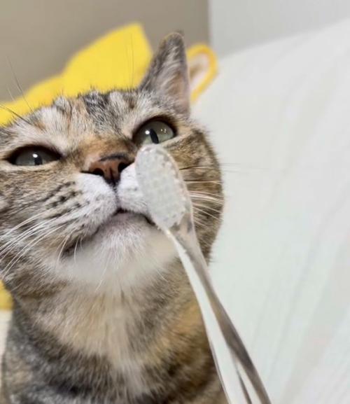 歯ブラシの匂いを嗅ぐ猫