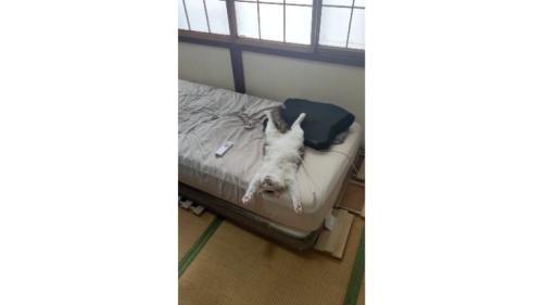 ベッドにいる猫