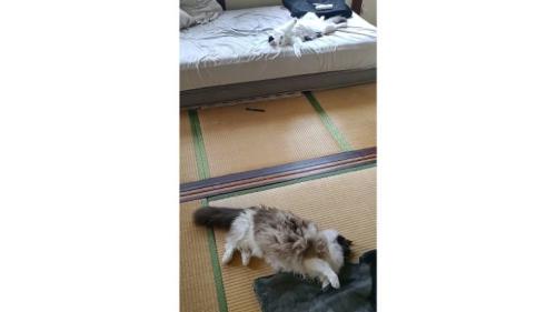 ベッドにいる猫