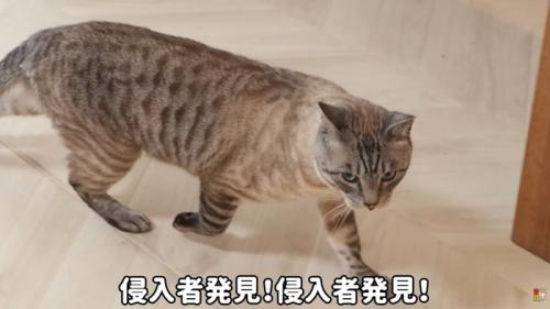 テロップ「侵入者発見！～」