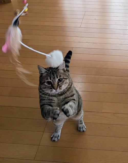 おもちゃで遊ぶ猫