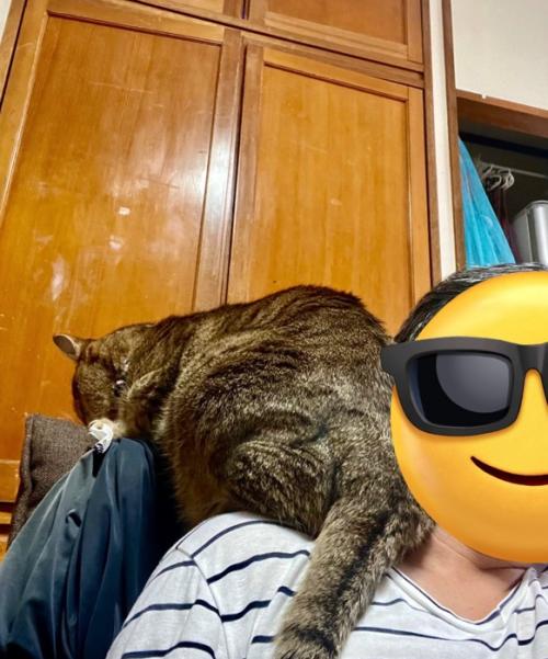 人の肩に乗る猫