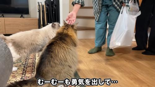 人の手に近づく2匹の猫