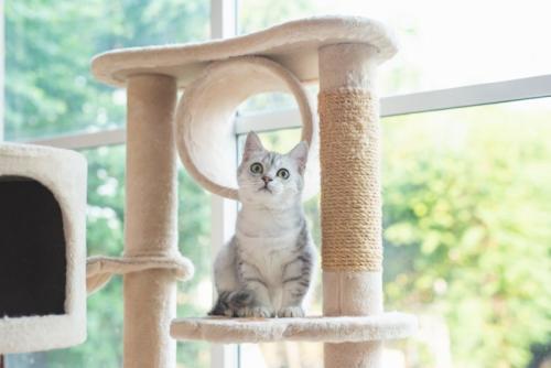 キャットタワーと子猫