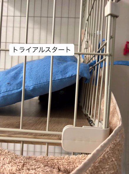 クッションに隠れる猫