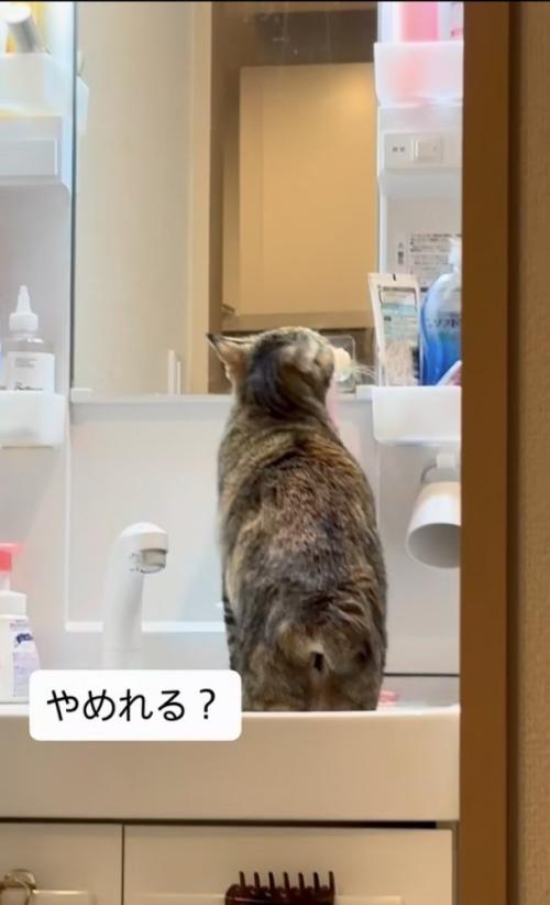 洗面台に上がって歯ブラシに顔を擦り付ける猫