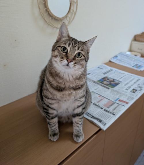 首をかしげる猫