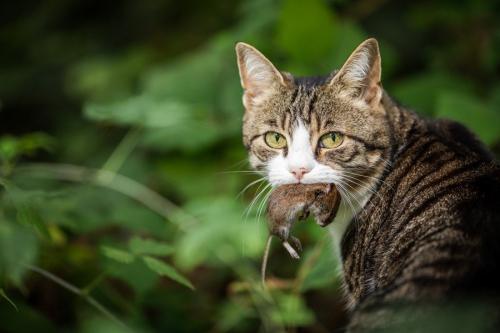 ネズミをくわえた猫