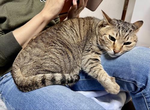 人のひざの上に乗る猫