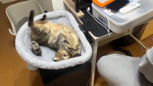 お腹を見せた姿