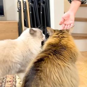お客さんを出迎える2匹のネコ→あいさつをして…思わず微笑んでしまう『おもてなしの光景』が61万再生「なんていじらしい」「甘えん坊さん」