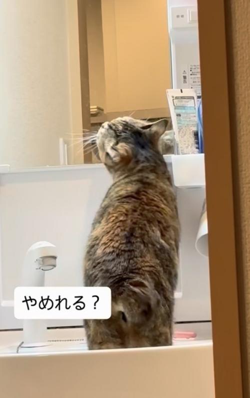 洗面台に上がって歯ブラシに顔を擦り付ける猫