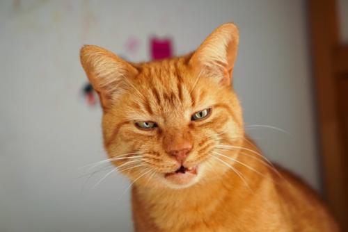 口を軽く開けている猫