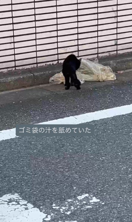 ゴミ袋を舐める猫