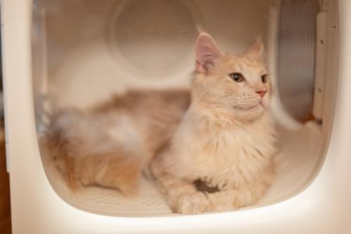 ドライルームでくつろぐ猫