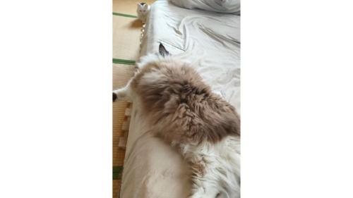 ベッドにいる猫たち