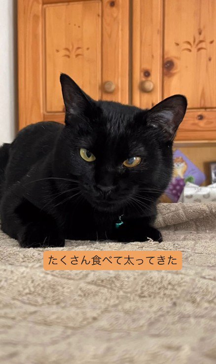 寝そべる猫