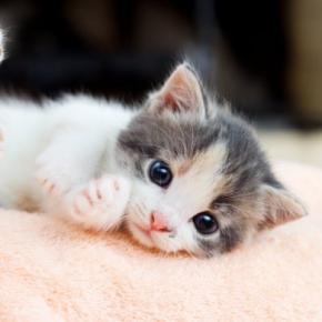 『子猫から成猫』になる過程で起こる変化5選 オトナに成長したサインや見直したいお世話のポイント
