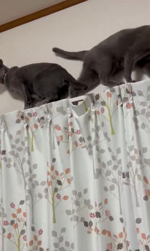 上手くすれ違う2匹の猫